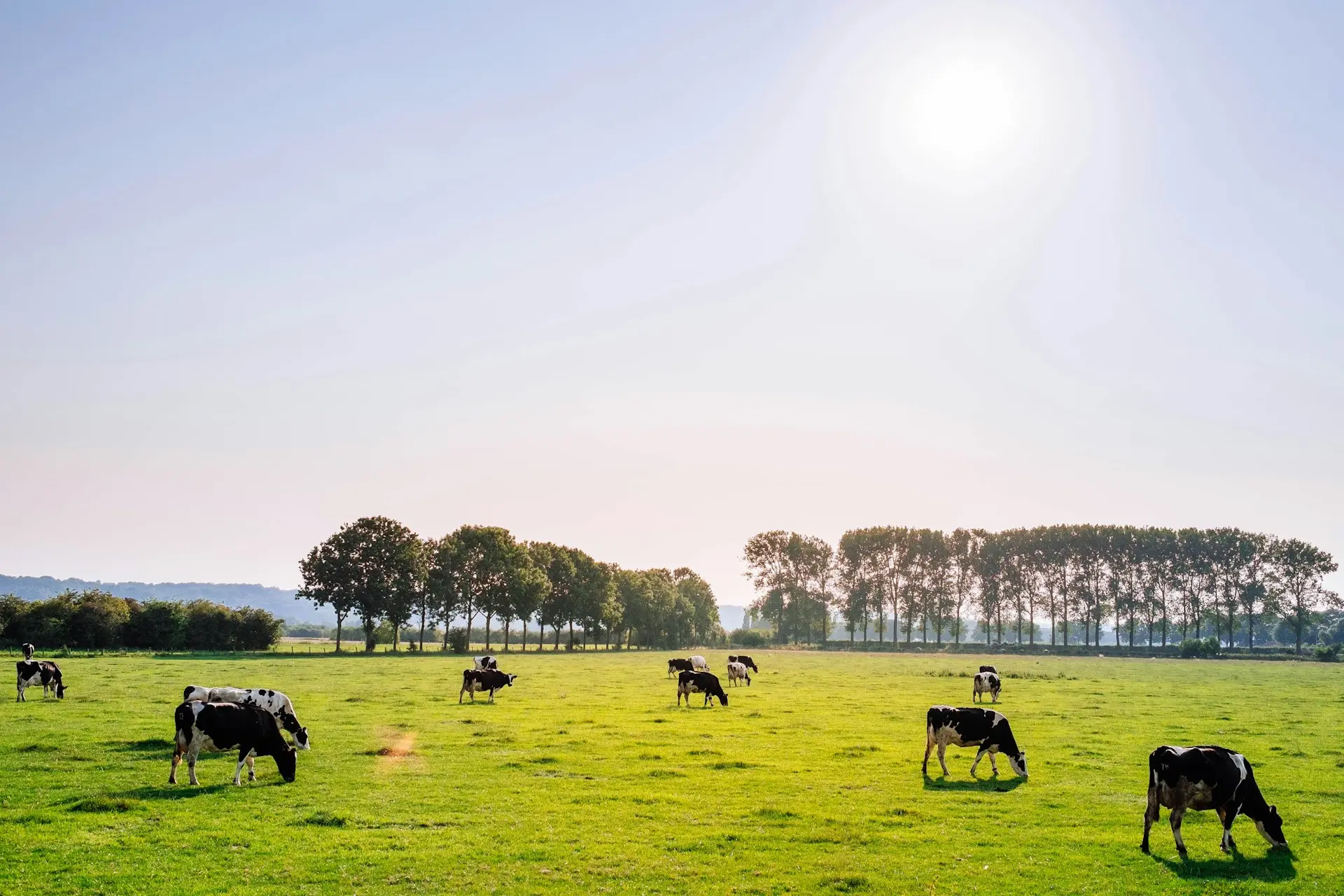 Des vaches en train de paître dans un champ, sous le soleil, avec des arbres en fond.